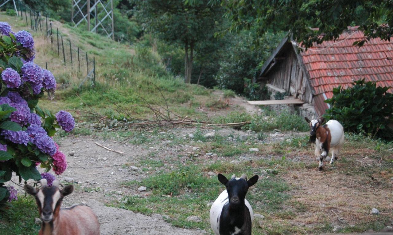 B&B Al Turchino E Area Picnic Mele Buitenkant foto